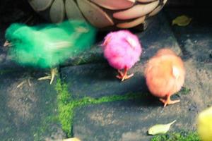 This is a photo of the colorfully painted chicks.