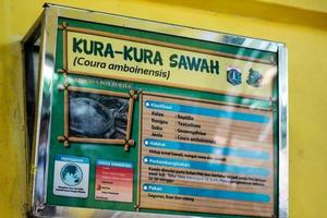 El caparazón de kuya, también conocido como tortuga de caparazón o cuora amboinensis, también se conoce como tortuga de caja amboina o tortuga de caja del sudeste asiático. foto