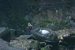 Kuya shell, also known as the shell turtle or Cuora amboinensis, is also known as the Amboina Box Turtle or the Southeast Asian Box Turtle. photo