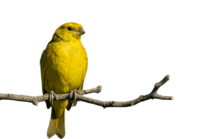 gelber Vogel thront auf einem Ast png