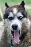 Sleepy husky dog funny yawns with wide open mouth and long tongue photo