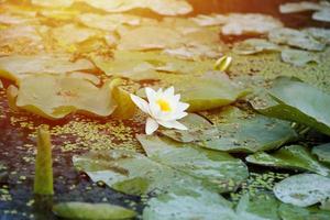 White lotus flower with yellow pollen on water surface