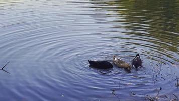 Animal Bird Ducks and Lake in Green Nature video