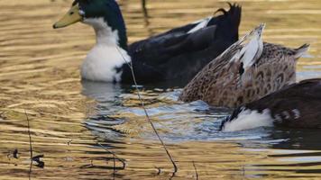 patos de aves animales y lago en la naturaleza verde