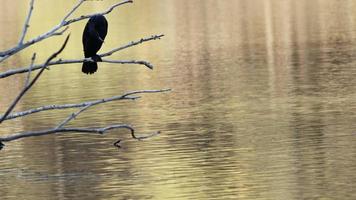 Animal Bird Cormorant near the Lake video