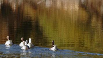 patos de aves animales y lago en la naturaleza verde video