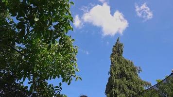 enfant adolescent sautant dans un trampoline video