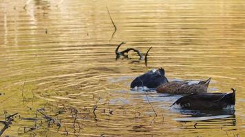 Animal Bird Ducks and Lake in Green Nature video