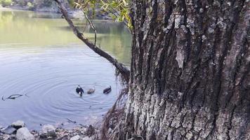 animale uccello anatre e lago nel verde natura video