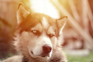 Arctic Malamute with blue eyes muzzle portrait close up. This is a fairly large dog native type photo