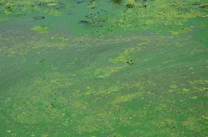 The surface of an old swamp covered with duckweed and lily leaves photo