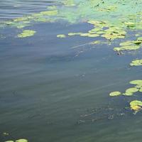 The surface of an old swamp covered with duckweed and lily leaves photo