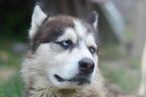 Arctic Malamute with blue eyes muzzle portrait close up. This is a fairly large dog native type photo