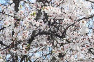 Pink Apple Tree Blossoms with white flowers on blue sky background photo