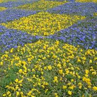 Beautiful violet and yellow blossoming pansies in the spring garden photo