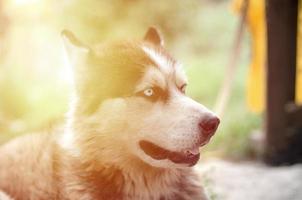 malamute ártico con retrato de bozal de ojos azules de cerca. este es un tipo nativo de perro bastante grande foto