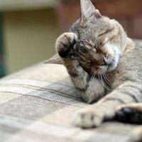 retrato de gato atigrado sentado y lamiendo su cabello al aire libre y se acuesta en un sofá marrón foto