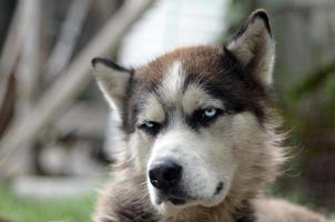 Arctic Malamute with blue eyes muzzle portrait close up. This is a fairly large dog native type photo