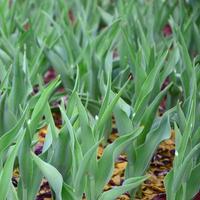 Lots of green stems from red tulips grow in a flowerbed photo