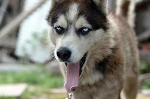 Sleepy husky dog funny yawns with wide open mouth and long tongue photo