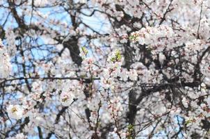 Pink Apple Tree Blossoms with white flowers on blue sky background photo