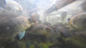 A flock of freshwater fish and shrimp in muddy water pond eats bread crumbs video