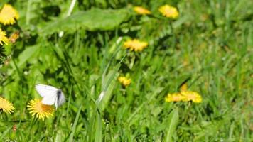 mariposas blancas sobre hierba verde con dientes de león en un césped de verano. concepto de verano video