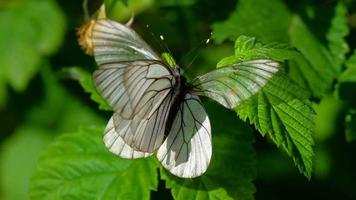 aporia Crataegi nero venato bianca farfalla combaciamento su foglia lampone video