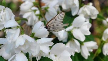 aporia Crataegi, nero venato bianca farfalla nel selvaggio, su fiore di gelsomino. video