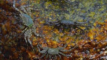 Crabs on the rock at the beach, rolling waves, close up video