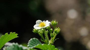 Eine Biene bestäubt Erdbeerblüten und sammelt Nektar video