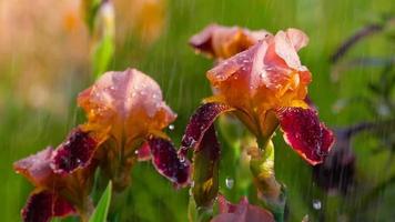 Red Iris flower with water drops under rain, shallow DOF, slow motion video
