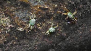 krab op de rots op het strand, rollende golven, close-up video