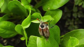 cockchafer, maybug ou doodlebug. besouro de primavera no jardim. praga maybug rasteja no espinafre verde jovem video