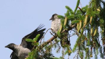 Two crow chicks sit on a spruce branch and clean their feathers video