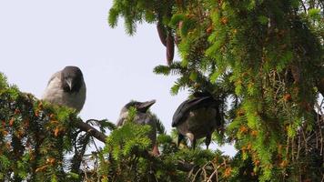 Nid de pie avec poussins corbeaux sur une branche de conifère video