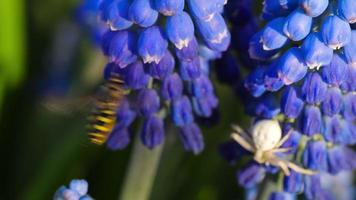 Wespe, die an einem Sommertag Nektar auf blauer Lupine im Garten sammelt. video