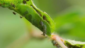 gros plan de la colonie de pucerons. pucerons sur feuille. images macro d'insectes nuisibles, poux des plantes, mouches vertes, mouches noires ou mouches blanches suçant le jus de la plante. video