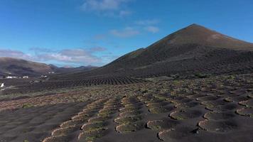 vingårdar i la geria, lanzarote, Spanien video