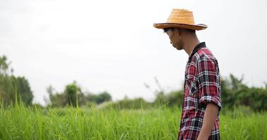 toma en cámara lenta, granjero asiático caminando y usando la mano tocando y acariciando el campo de arroz de hojas verdes, y mirando alrededor video