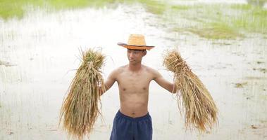 vista superior, un joven agricultor asiático sin camisa con sombrero sostiene las plántulas de arroz y levanta dos brazos sobre la cabeza, de pie y mirando la cámara con una sonrisa video