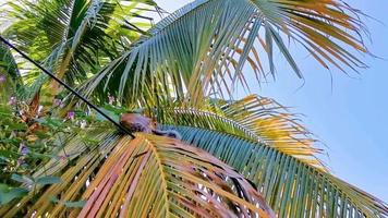 eekhoorn zit Aan palm boom eet en loopt weg Mexico. video