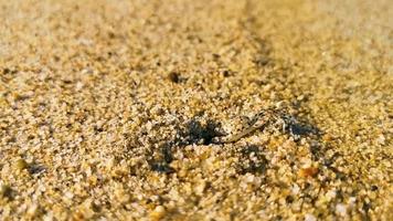 Tiny sand beach crab crabs run dig around on beach. video