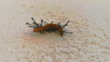 Beautiful orange tropical caterpillar on a white wall in Mexico. video