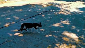 zwart wit verdwaald kat in plaats in puerto escondido Mexico. video