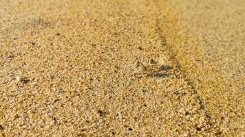 Tiny sand beach crab crabs run dig around on beach. video