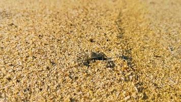 Tiny sand beach crab crabs run dig around on beach. video