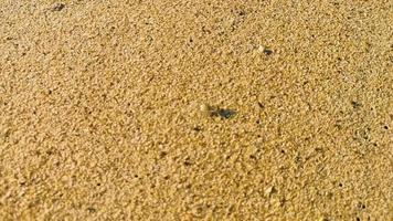 Tiny sand beach crab crabs run dig around on beach. video