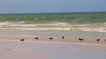 oiseaux assis mouettes au beau banc de sable de la plage de l'île holbox mexique. video