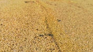 Los cangrejos de cangrejo de playa de arena diminuta corren cavan en la playa. video